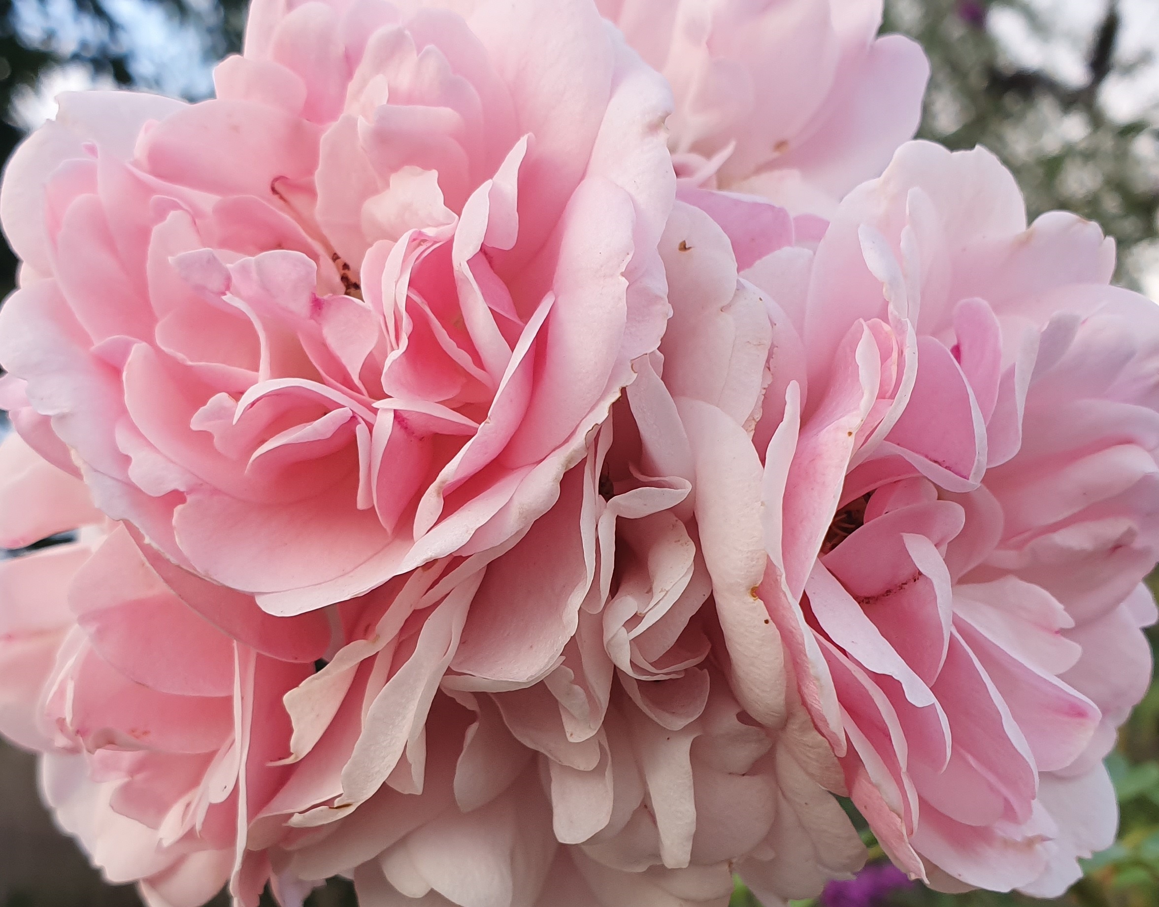 Gartenrose rosa